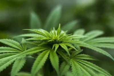 Is Himachal Cultivating Industrial Hemp?