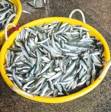 Himachal Pradesh supplies 8.5 lakh rainbow trout fry to Uttarakhand in 2025-26
