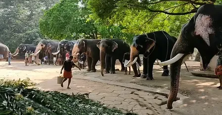 गुरुवायुर के हाथियों को दी जा रही 31 दिवसीय चिकित्सा थेरेपी, दावा-होगा कायाकल्प