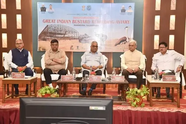 ग्रेट इंडियन बस्टर्ड की रीवाइल्डिंग शुरू: जैसलमेर के डेजर्ट नेशनल पार्क से दो जीआईबी जंगल में छोड़े गए
