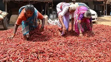 तमिलनाडु: रामनाथपुरम में मिर्च किसानों को बेमौसम बारिश से भारी नुकसान