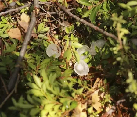 जलवायु परिवर्तन से ऑस्ट्रेलिया के प्रमुख शहरों में ओलावृष्टि का खतरा बढ़ा 