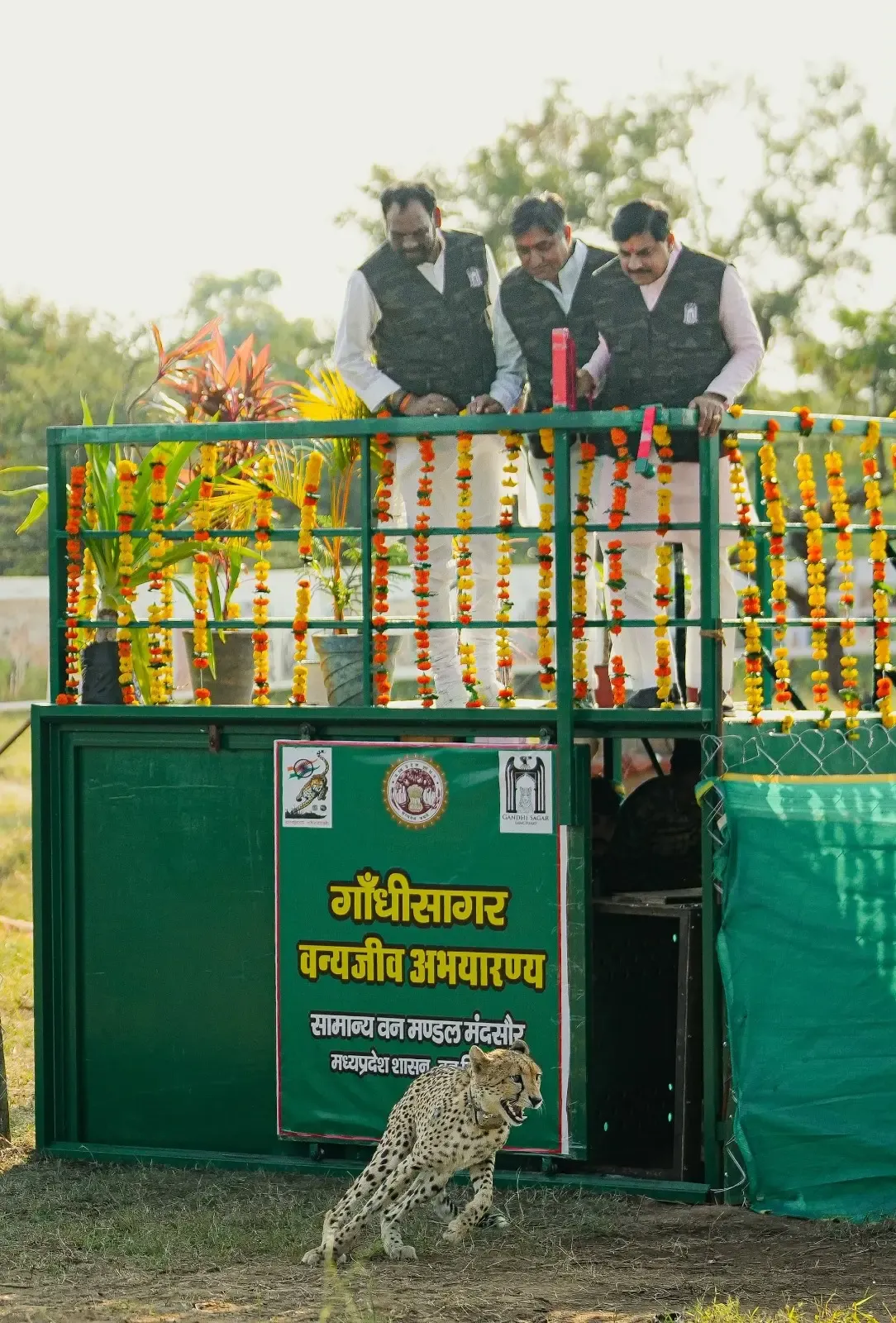 गांधी सागर अभयारण्य में सीएम मोहन यादव ने छोड़ी मादा चीता सीसीबी-2, मध्य प्रदेश में चीतों की संख्या 56 पहुँची