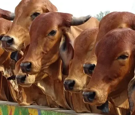 क्या डेयरी सेक्टर को मिली नई सौगात? 947 करोड़ रुपए के प्रोजेक्ट्स का उद्घाटन