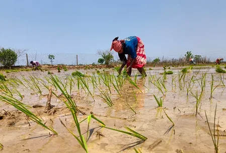 कावेरी डेल्टा किसानों की माँग: कुरुवई फसल नुकसान पर ₹1,125 करोड़ राहत पैकेज दे तमिलनाडु सरकार