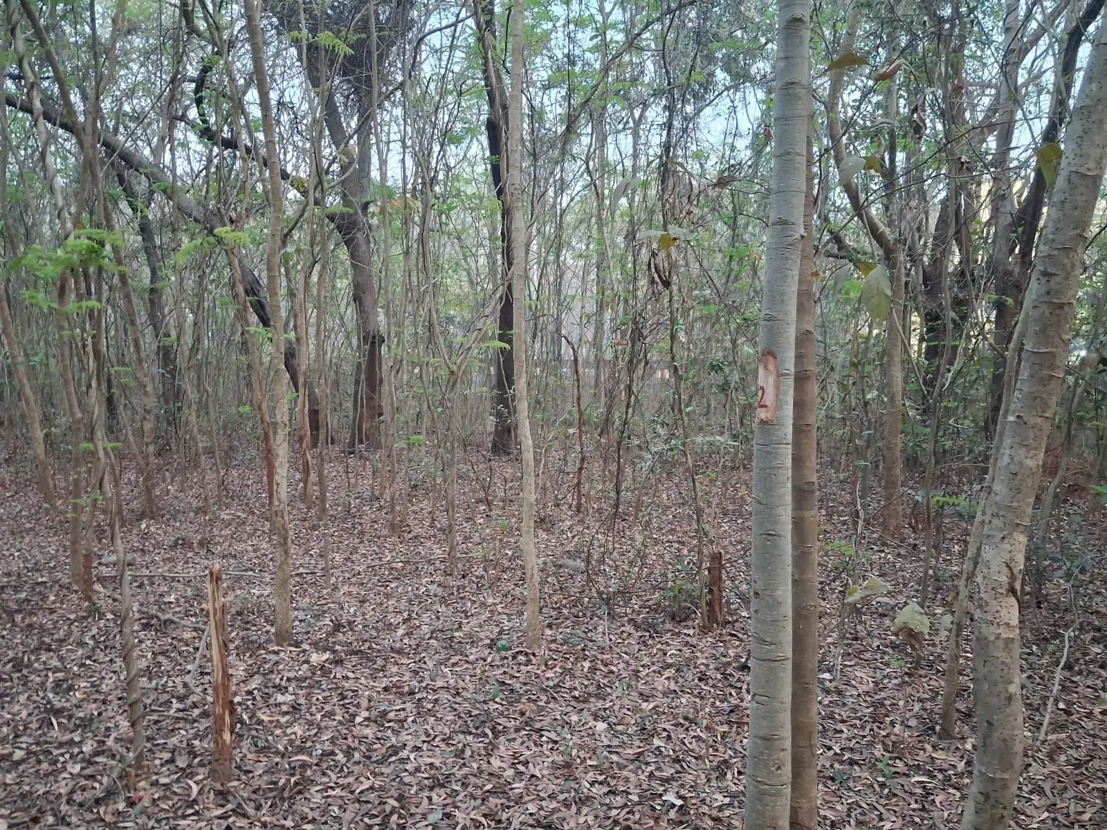 केंद्रीय मंत्रालय ने एनआईटी राउरकेला में 2,000 पेड़ों की कटाई पर ओडिशा सरकार से मांगी रिपोर्ट