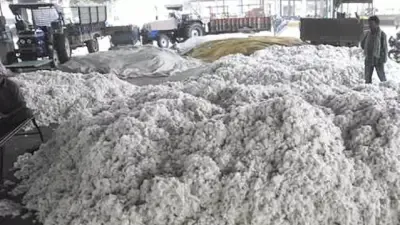 सरकार ने रिकॉर्ड 550 कपास खरीद केंद्र शुरू किए, 11 राज्यों के किसानों को मिलेगा लाभ