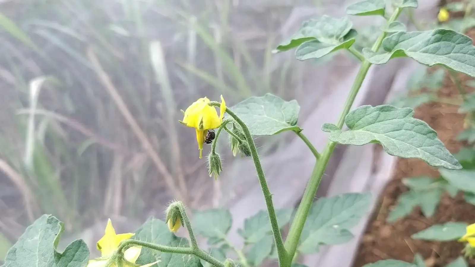 क्या देशी मधुमक्खियों का शहद एंटीबायोटिक का प्राकृतिक विकल्प बन सकता है?