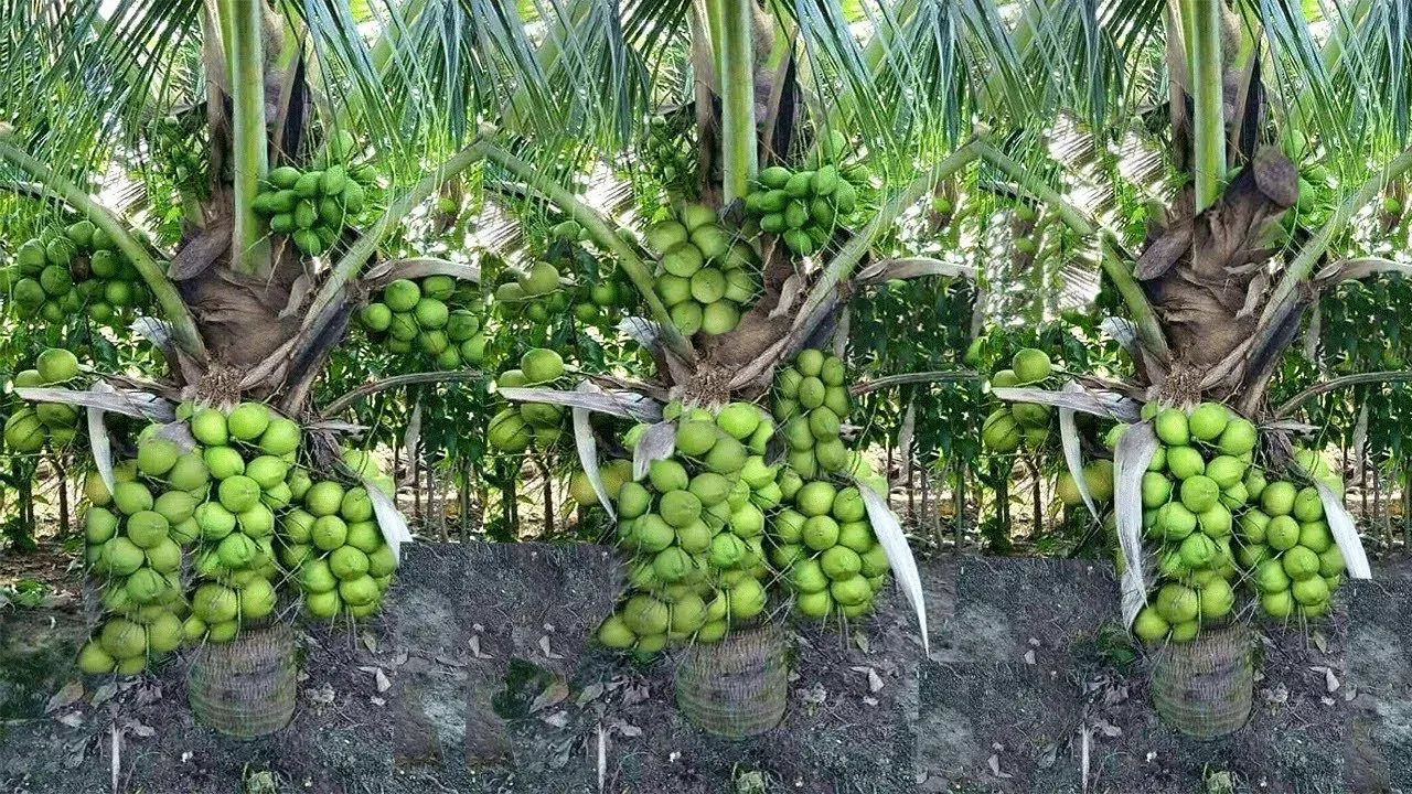 नारियल उत्पादन में भारत विश्व में नंबर 1, वैश्विक हिस्सेदारी 31.24%, 2024-25 में 20,301 मिलियन नारियल का रिकॉर्ड