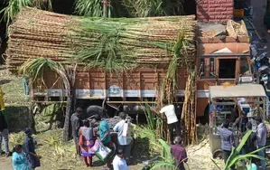 अनुकूल मानसून के कारण भारत का चीनी उत्पादन 15 प्रतिशत बढ़कर 35 मिलियन टन हो जाएगा : क्रिसिल