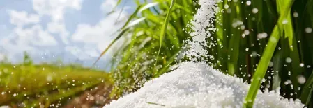 भारत का चीनी उत्पादन सालाना आधार पर 18 प्रतिशत बढ़ेगा, अगले सीजन में निर्यात 20 लाख टन तक पहुंचने की उम्मीद