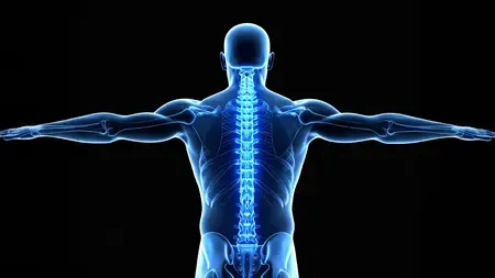 जापान के शोधकर्ताओं ने स्टेम सेल्स की मदद से किया रीढ़ की हड्डी के फ्रैक्चर का इलाज