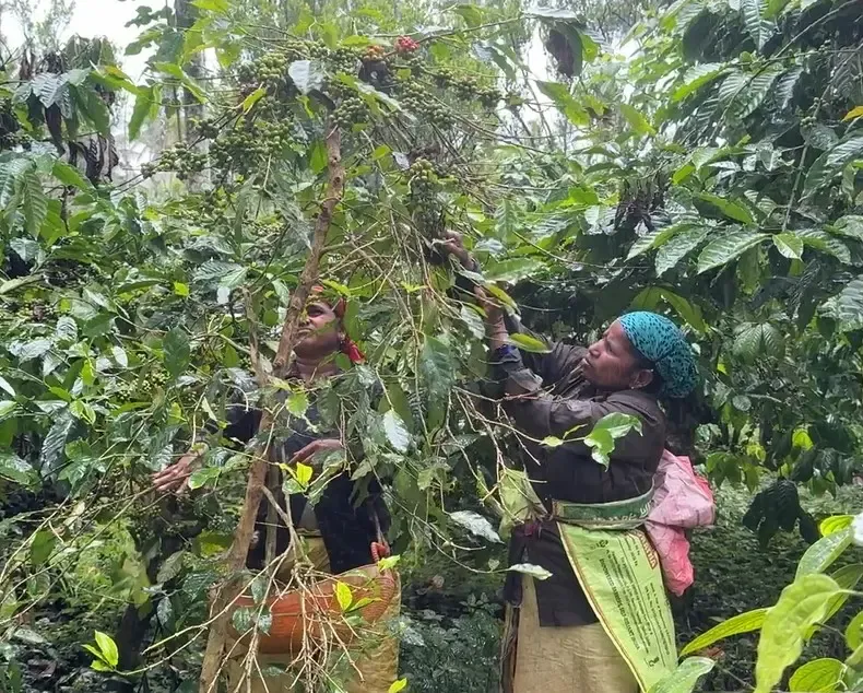 क्या प्रधानमंत्री मोदी की प्रशंसा से कर्नाटक के कॉफी उत्पादक उत्साहित हैं?