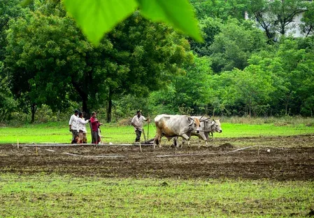 महाराष्ट्र में खरीफ बुआई 1.36 करोड़ हेक्टेयर पर, मराठवाड़ा में सूखे का संकट गहराया