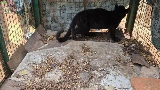 क्या तमिलनाडु के रिहायशी इलाके से रेस्क्यू तेंदुए का शावक पुनर्मिलन प्रयास के दौरान मृत मिला?