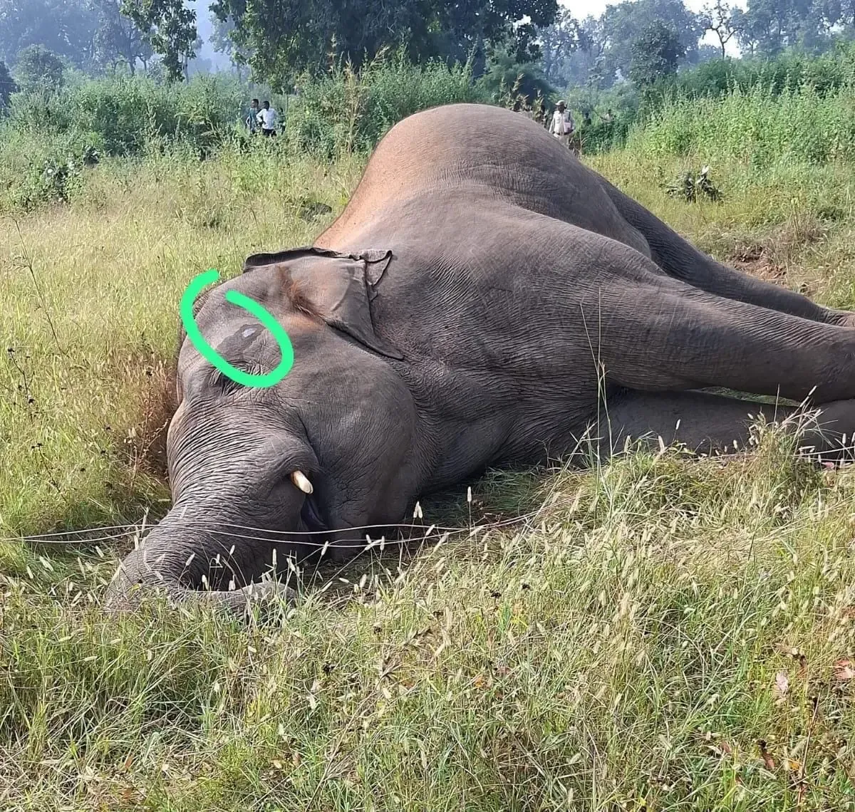 शहडोल में 15 वर्षीय नर हाथी की संदिग्ध करंट से मौत, वन विभाग की जांच शुरू