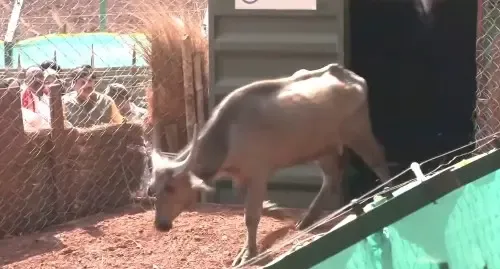 कान्हा टाइगर रिजर्व में 100 साल बाद लौटे जंगली भैंसे, सीएम मोहन यादव ने कहा — पारिस्थितिकी तंत्र के लिए अद्भुत अवसर