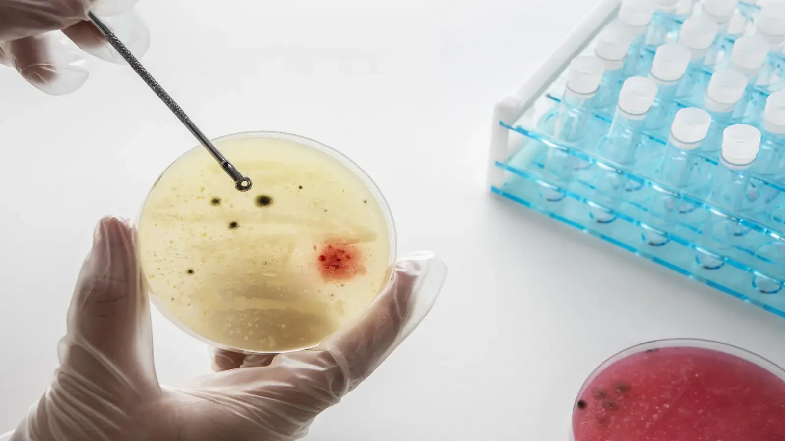 क्या भारतीय वैज्ञानिकों ने एंटीबॉडी डिस्कवरी प्लेटफॉर्म विकसित किया है जो कैंसर और संक्रामक रोगों से लड़ाई में मदद करेगा?