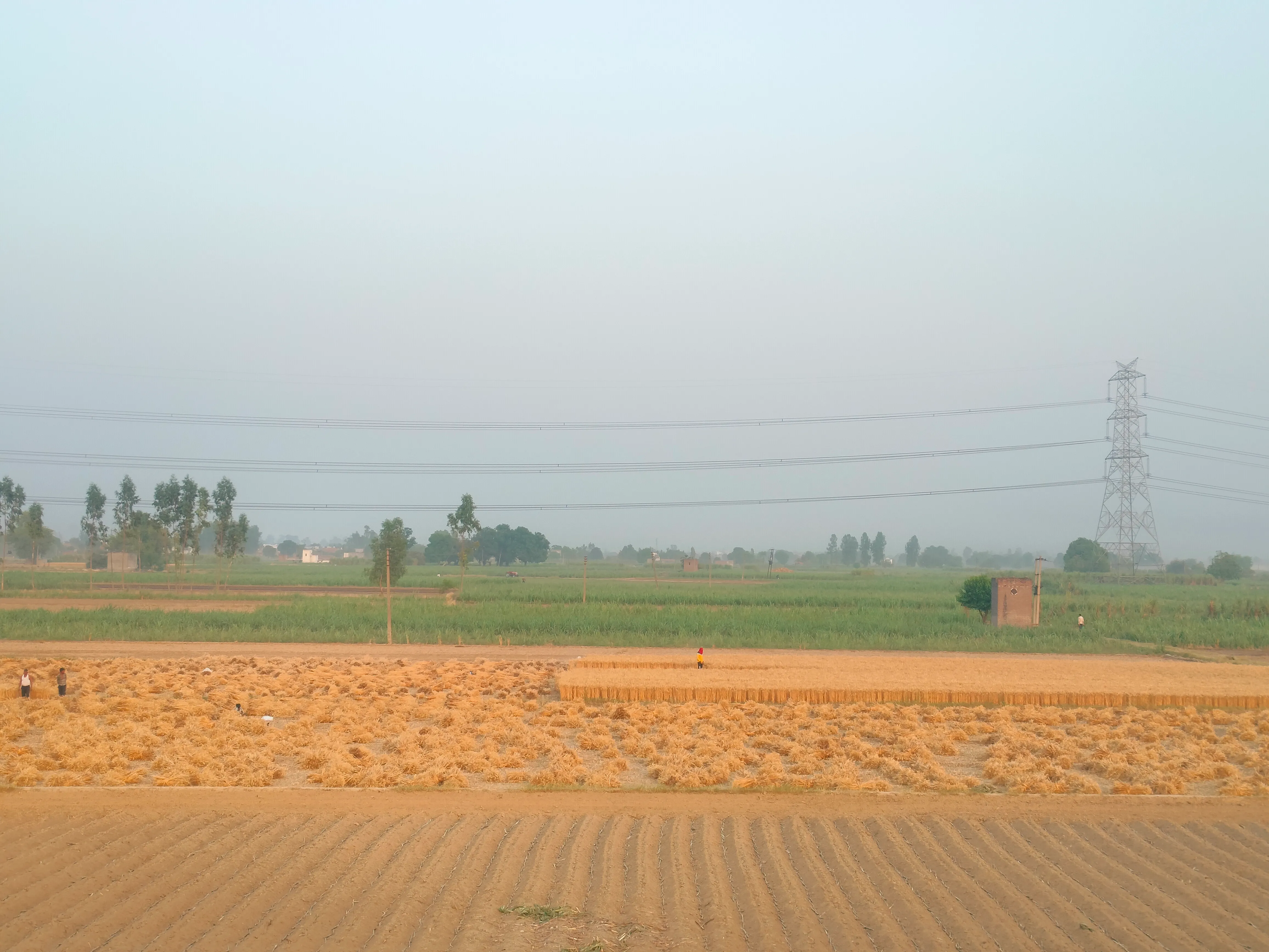 गेहूं उत्पादन 2025-26: कोई बड़ा कीट प्रकोप नहीं, हरियाणा-MP में खरीद रिकॉर्ड स्तर पर