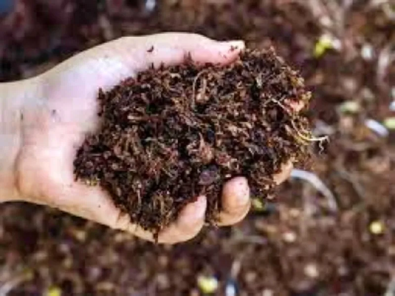 क्या ओडिशा में खाद संकट के लिए राज्य सरकार जिम्मेदार है?