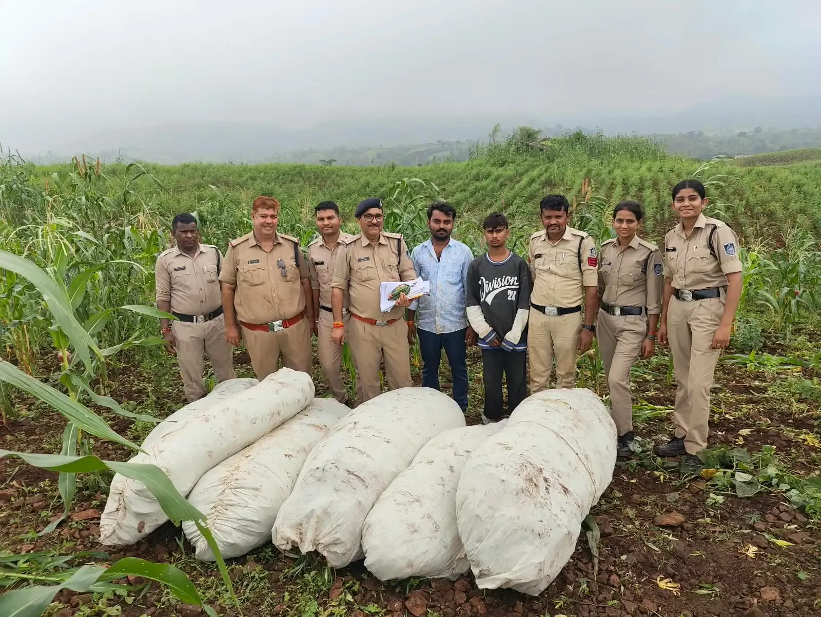 बड़वानी में 'ऑपरेशन ग्रीन स्ट्राइक': 26,000 से अधिक गांजा पौधे जब्त, ₹1.15 करोड़ की खेप नष्ट