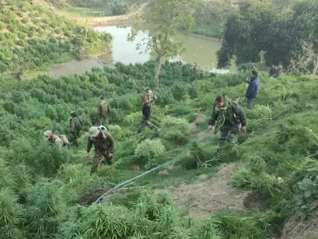 त्रिपुरा: 10 दिनों में नष्ट किए 30 लाख से अधिक गांजा के पौधे, कीमत 145 करोड़