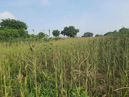 तमिलनाडु : वेप्पंथट्टई में लगातार बारिश से मक्के की फसल बर्बाद, किसानों ने की मुआवजे की मांग