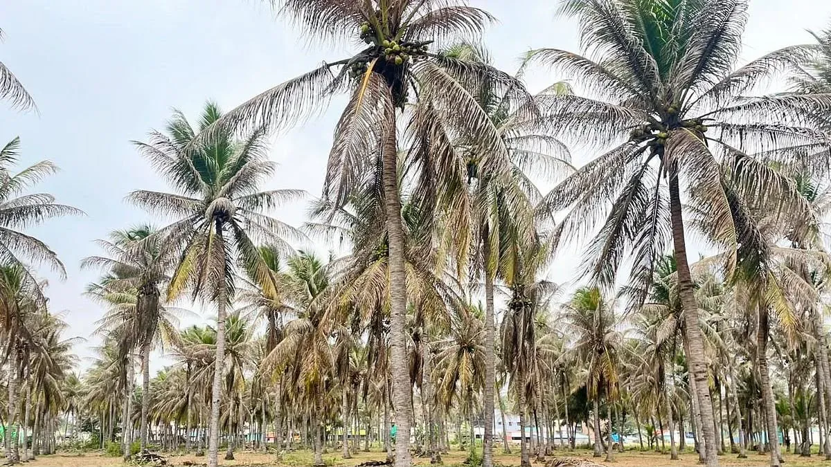 कोयंबटूर के नारियल बागानों में ब्लैक-हेडेड कैटरपिलर का प्रकोप, सुलूर के किसानों ने माँगी तत्काल मदद