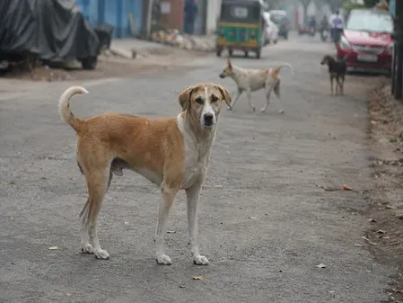 आवारा कुत्तों की बढ़ती समस्या से निपटने के लिए महाराष्ट्र सरकार का बड़ा अभियान, नसबंदी और टीकाकरण पर जोर