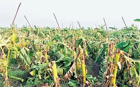 इरोड में तूफान से 10,000 से अधिक केले के पौधे तबाह, किसानों को ₹50 लाख का नुकसान