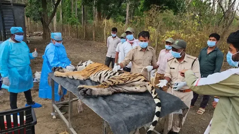 कान्हा टाइगर रिजर्व में 9 दिनों में बाघिन T-141 समेत 5 बाघों की मौत, CDV संक्रमण की जांच जारी