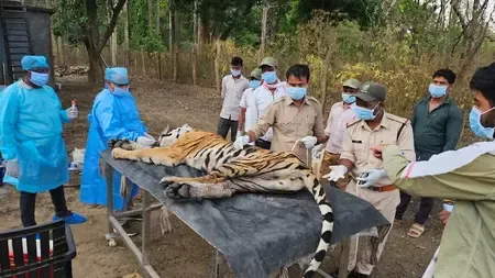 कान्हा टाइगर रिजर्व में बाघिन टी-141 समेत 5 बाघों की मौत, सीडीवी के प्रकोप के स्रोत की तलाश में जुटे विशेषज्ञ