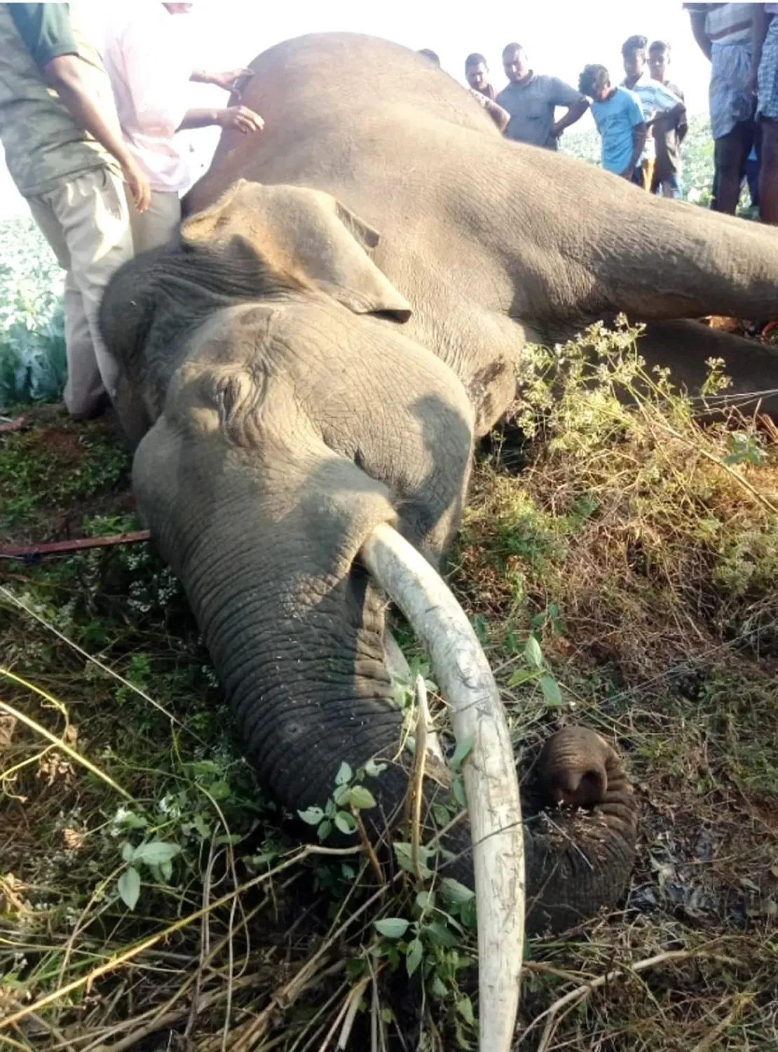 कर्नाटक: चामराजनगर में दो जंगली हाथियों के शव बरामद, FSL जांच शुरू