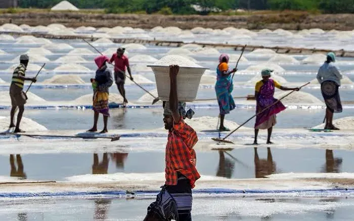 वेदारण्यम के नमक उत्पादकों ने 85% लक्ष्य पूरा किया, गर्मी से 1.75 लाख टन उत्पादन की उम्मीद
