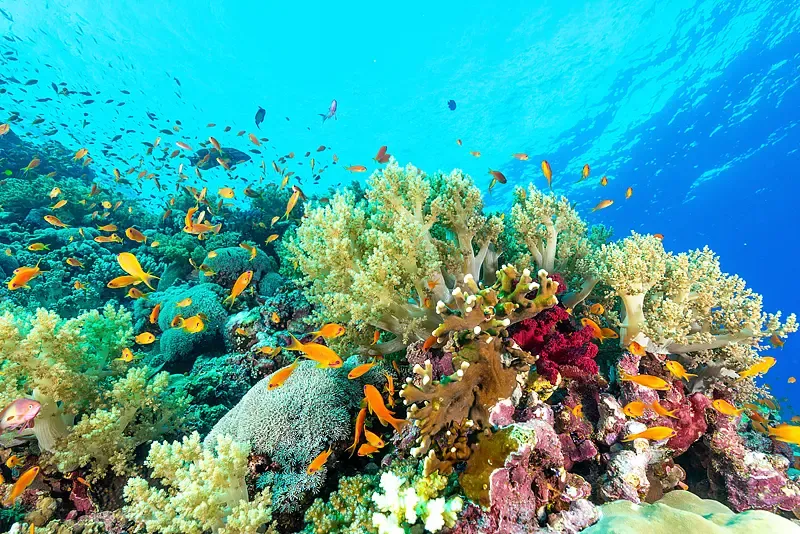 क्या हुआंगयेन द्वीप के प्रवाल भित्तियों पर पारिस्थितिक सर्वेक्षण रिपोर्ट जारी की गई?