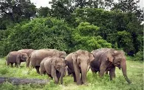 Is Human-Elephant Conflict Rising in Jharkhand? Five Lives Lost and Two Elephants Dead!