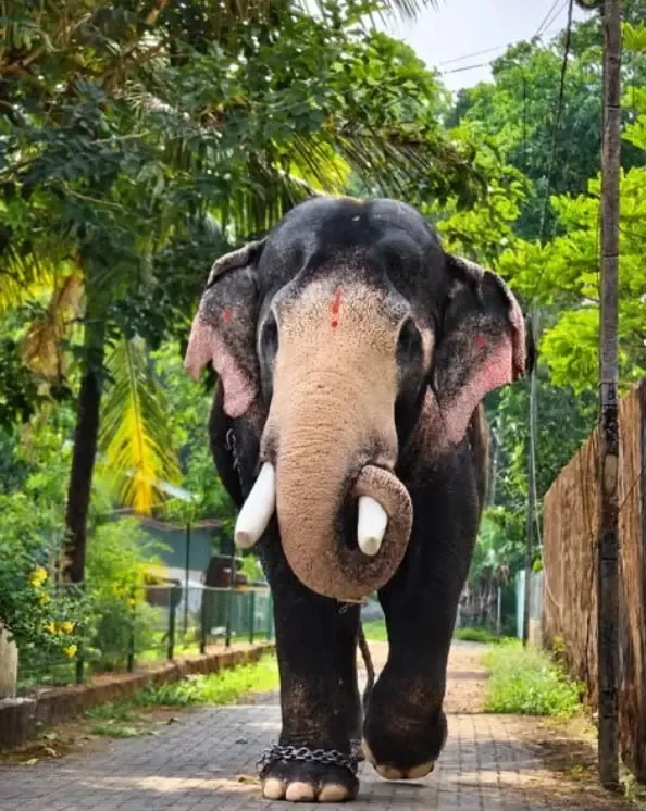 Pallatt Brahmadathan, Kerala's beloved tusker, mourned by hundreds in Kottayam