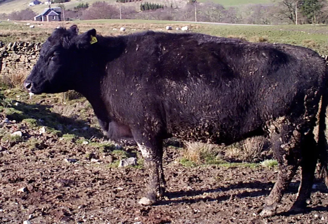 Hungary Reports Its First Foot-and-Mouth Disease Case in Over 50 Years