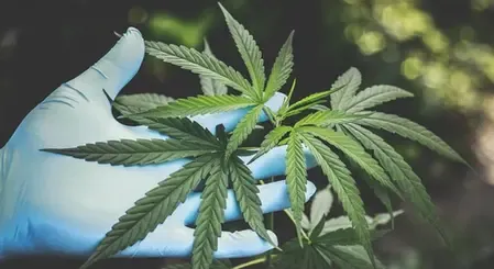 Is Hybrid Cannabis Smuggling on the Rise? 373 kg Seized, 77 Arrested in 2025 with K’taka and Gujarat Leading?