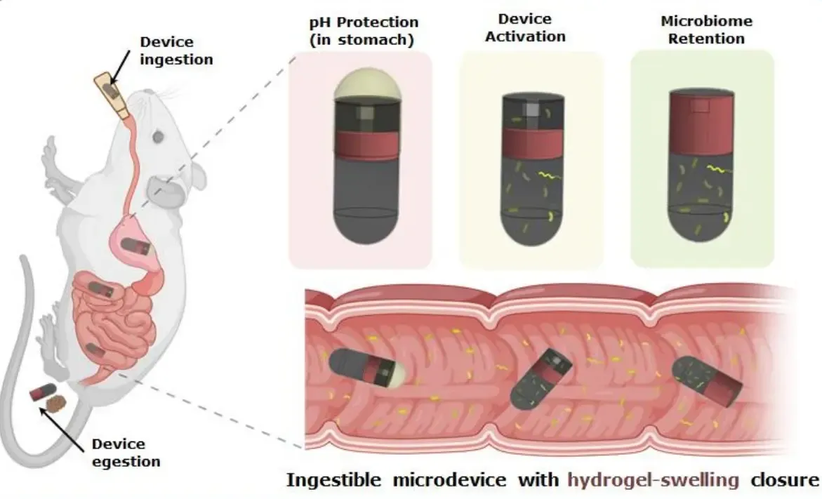 Could IIT Delhi and AIIMS's New Ingestible Device Revolutionize Microbial Sampling from the Small Intestine?
