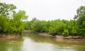 Illegal Migrants from Bangladesh Utilize Isolated Sundarban Islands to Enter Bengal