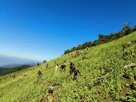 Illegal poppy farms destroyed in Manipur; joint operation foils large-scale production bid