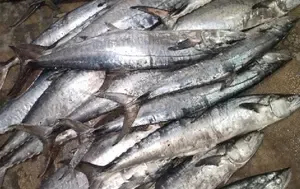 Himachal Pradesh Sets Groundbreaking MSP for Reservoir Fish