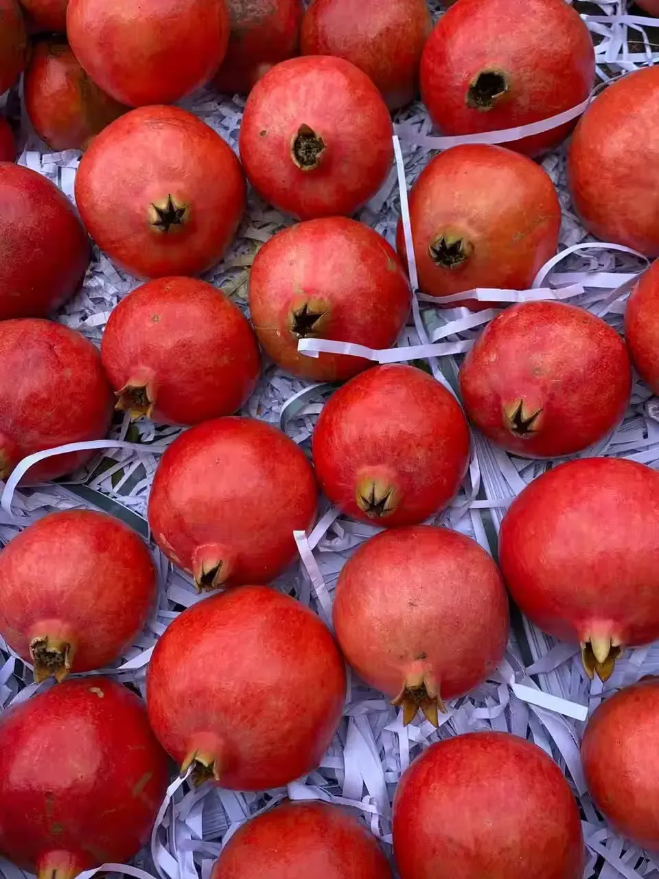 India Achieves Historic Milestone by Shipping Pomegranates to Australia via Sea