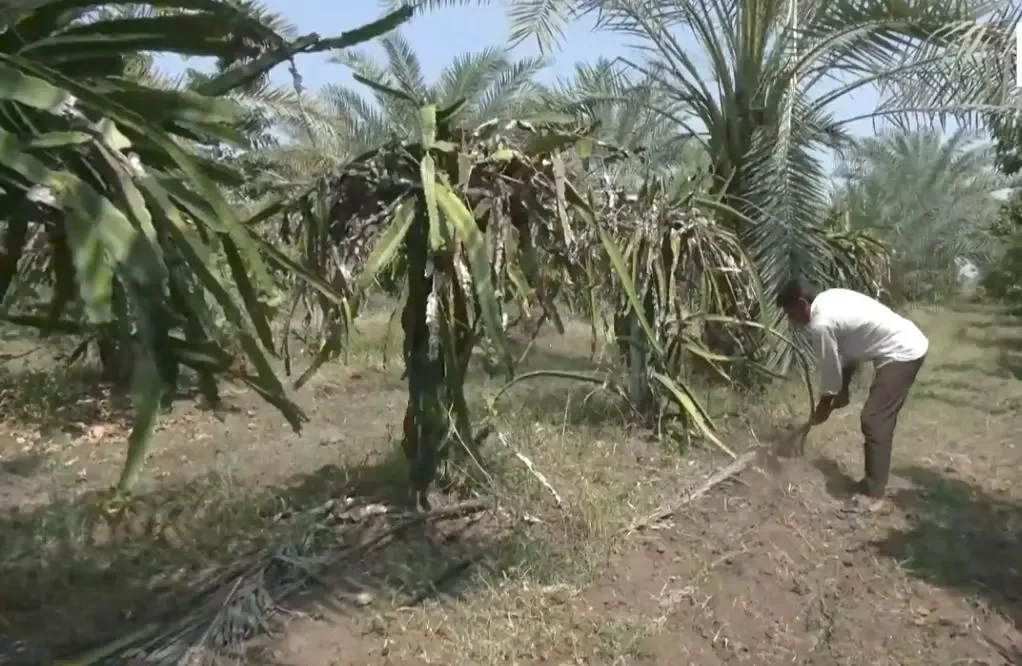 Bhavnagar farmer grows avocados at ₹800–₹1,500/kg, draws curious cultivators