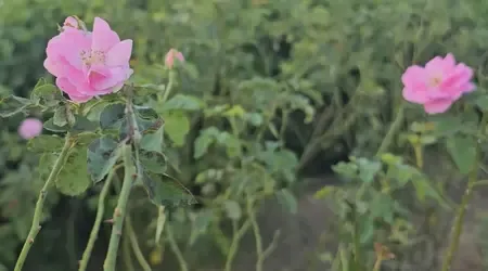 Is Rose Cultivation Transforming Farmers' Income in UP's Kannauj?