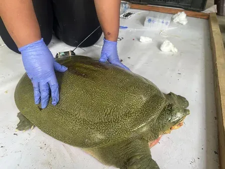 India's first satellite-tagged Ganges Softshell Turtle released in Kaziranga