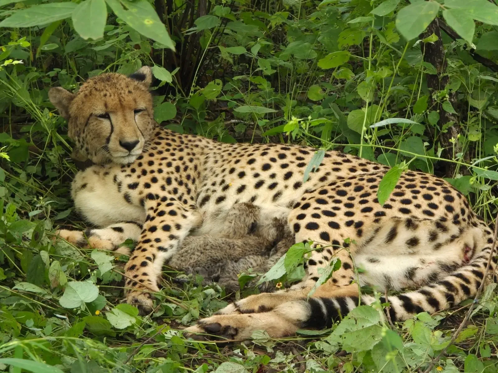 Kuno cheetah cubs: India-born female delivers 4, population hits 56