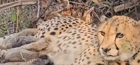 Has India-born 'Mukhi' Achieved an Unprecedented Breakthrough by Giving Birth to 5 Cubs in Kuno?