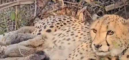Has India-born 'Mukhi' Achieved an Unprecedented Breakthrough by Giving Birth to 5 Cubs in Kuno?